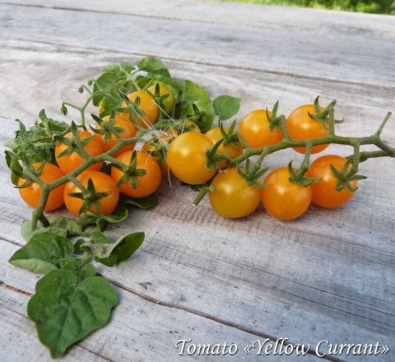 Tomato Yellow Currant, Solanum pimpinellifolium, Томат для подвоя Жёлтая смородина